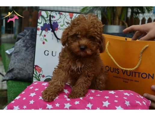 RED TOY POODLE YAVRULARIMIZ