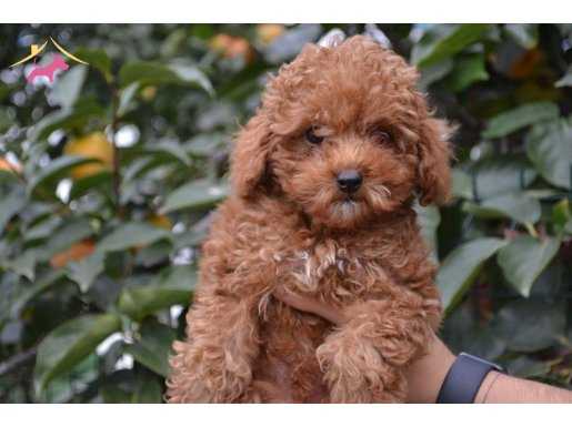 HARİKA RED TOY POODLE YAVRULARIMIZ