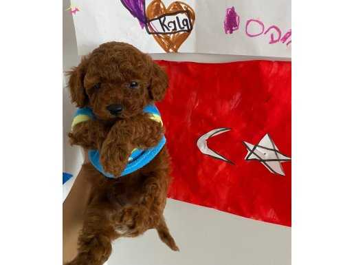 ORJİNAL RED BROWN TOY POODLE YAVRULARIMIZ