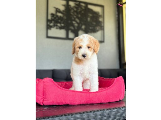 SEVİMLİ LABRADOODLE YAVRULARIMIZ