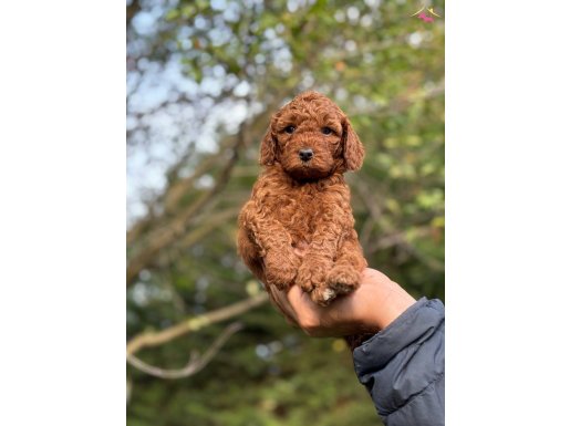 RED BROWN TIY POODLE YAVRULARIMIZ