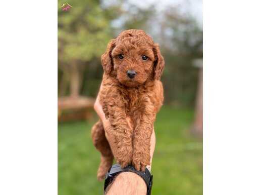 SEVİMLİ TOY POODLE YAVRULARIMIZ