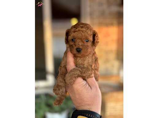 ORJİNAL TOY POODLE YAVRULARIMIZ