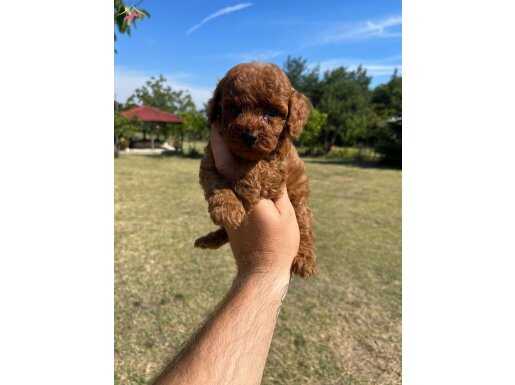 ORJİNAL TOY POODLE YAVRULARIMIZ