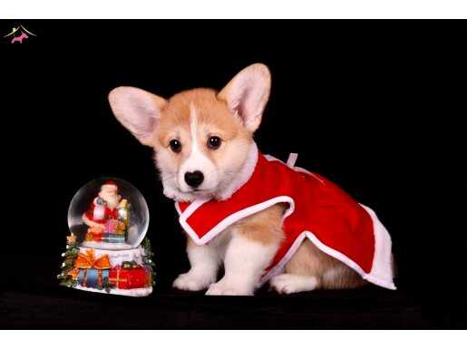 WELSH CORGİ YAVRULARIMIZ