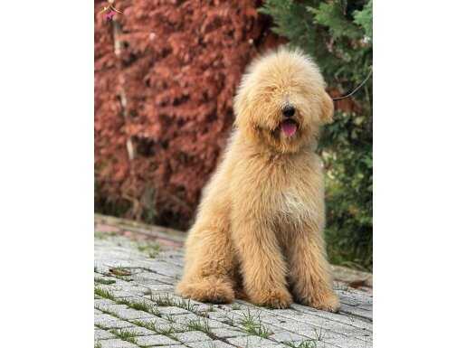 LABRADOODLE YAVRULARIMI