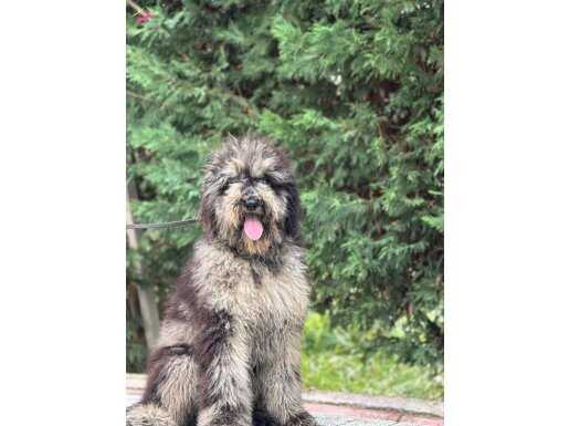 ÖZEL RENK MERLE LABRADOODLE YAVRUMUZ