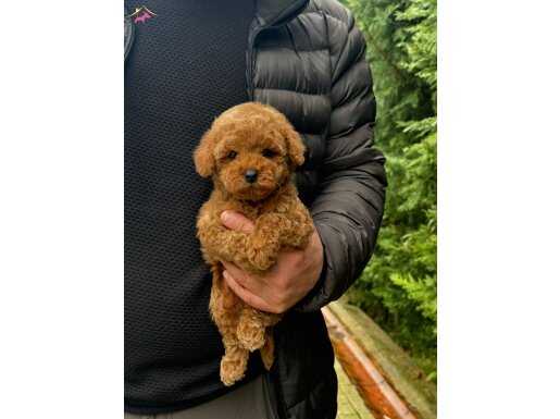 SEVİMLİ TOY POODLE YAVRULARIMIZ