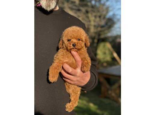 SEVİMLİ TOY POODLE YAVRULARIMIZ