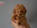 RED TOY POODLE YAVRULARIMIZ