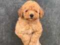 ORJİNAL TOY POODLE YAVRUMUZ