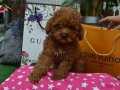 RED TOY POODLE YAVRULARIMIZ