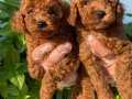 SHOW KALİTE RED BROWN TOY POODLE YAVRULARIMIZ