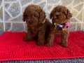 RED BROWN DİŞİ TOY POODLE YAVRULARIMIZ