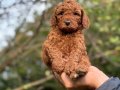 RED BROWN TIY POODLE YAVRULARIMIZ