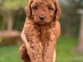 SEVİMLİ TOY POODLE YAVRULARIMIZ