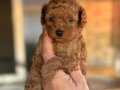 ORJİNAL TOY POODLE YAVRULARIMIZ