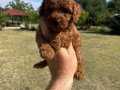 ORJİNAL TOY POODLE YAVRULARIMIZ