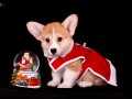 WELSH CORGİ YAVRULARIMIZ