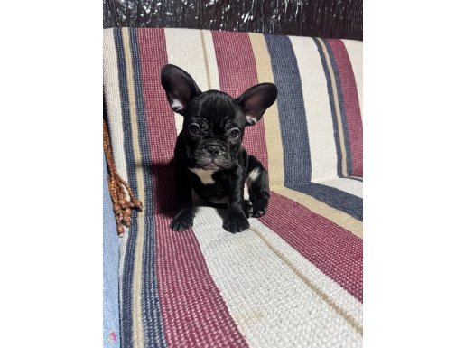 french Bulldog 2 aylık çipli karneli