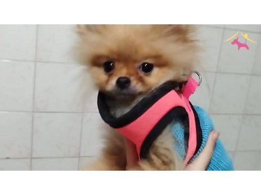 Pomeranian