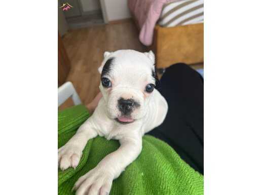 EVDE TEMİZ BAKILMIŞ FRENCH BULLDOG YAVRUMUZ 3 aylık