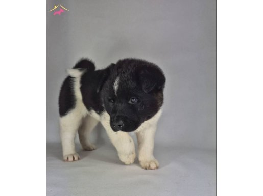 Safkan American Akita Inu Yavuları