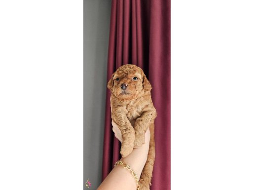 Erkek toy poodle yavrular 