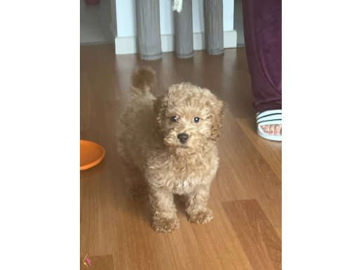 3 AYLIK TOY POODLE