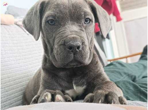 65 günlük dişi cane corso reverse blue brindle