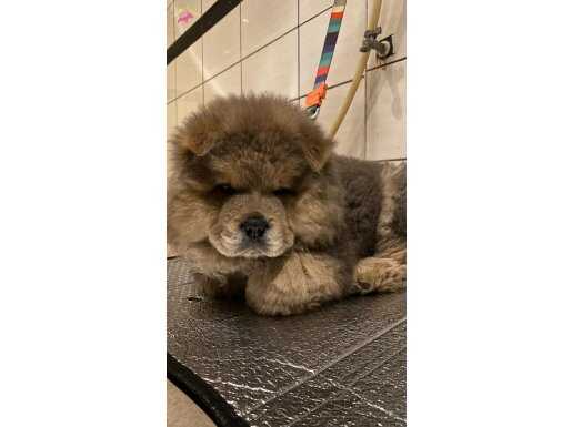 Chow Chow Çin Aslanı İstanbul 2 Aylık Safkan