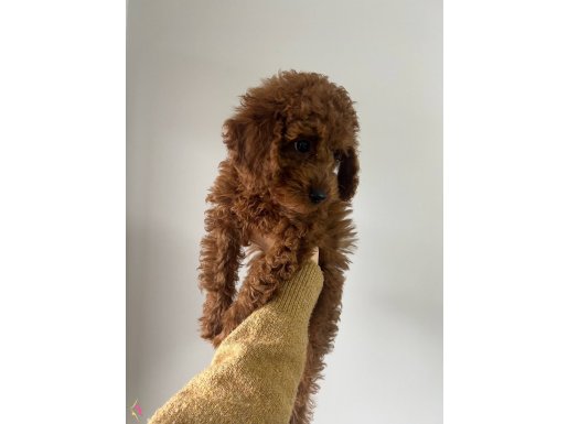 Toy poodle yavru 