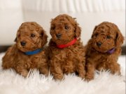 ORİJİNAL RENGİ DÜĞME GÖZ SAFKAN TOY POODLE YAVRULARI