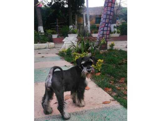 Schnauzerland kalitesi ile  miniature schnauzer  yavrula