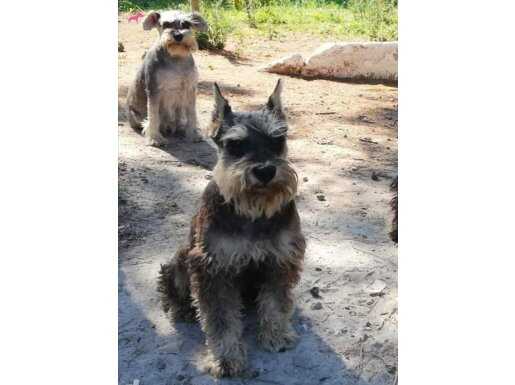 Schnauzerland kalitesi ile ev ortaminda disi erkek yavrular.