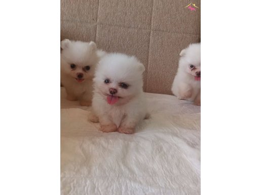 ayı surat ev üretimi safkan pomeranian boo Çorlu