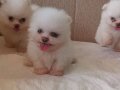 ayı surat ev üretimi safkan pomeranian boo Çorlu