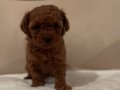 safkan ev üretimi Toy Poodle Red Brown Çorlu