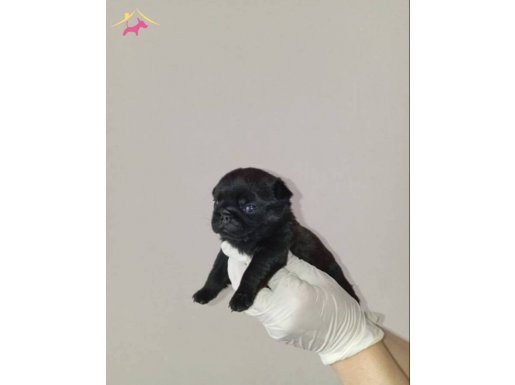 HARİKA KALİTEDE Siyah PUG MOBS YAVRULARIMIZ 