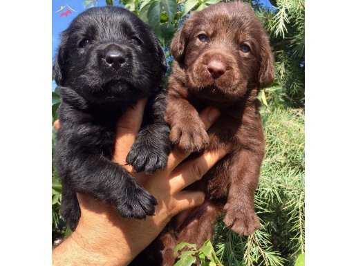 Irk Garantili Labrador Retrievet yavrularımız 