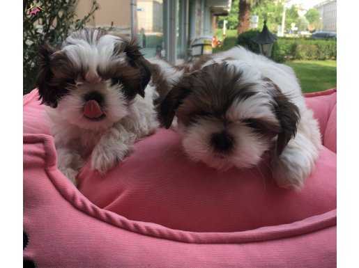 Mükemmel Shih Tzu Yavrularımız 