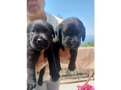 Siyah Labrador Retriever Yavrularımız 