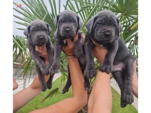 Mükemmel İtalya Mastiff Blue