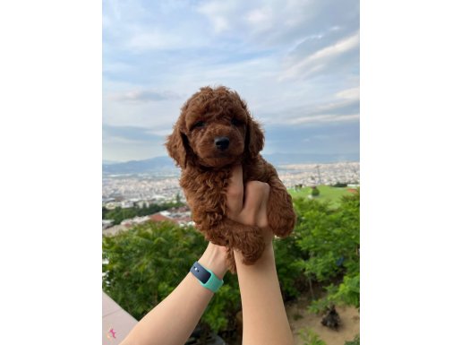 Red Toy Poodle Yavrular