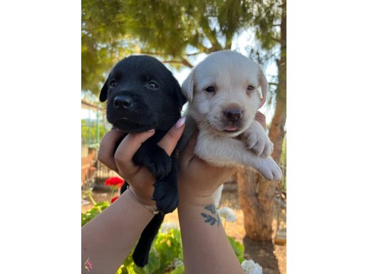 Siyah ve Şampanya Labrador yavrularımız