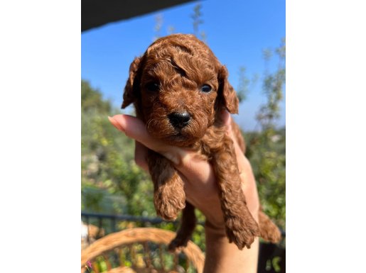 Red brown Kore Poodle Bebekler