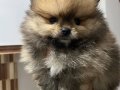 Pomeranian Boo erkek yavruluz