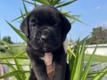 Cane Corso Mükemmel Kan hattı 