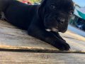 Siyah Cane Corso Yavrularımız