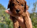 Red brown Kore Poodle Bebekler